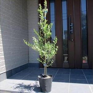 ふるさと納税 オリーブの木　品種ミッション オリーブの苗木 7号(21cm) ポット (ガーデニング用) 三重県鈴鹿市