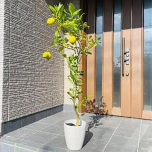 ふるさと納税 自宅で収穫 リスボンレモンの木 7号 オシャレな化粧鉢 (ガーデニング用) 三重県鈴鹿市