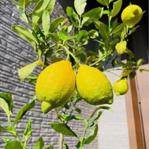 ふるさと納税 自宅で収穫 リスボンレモンの木 ...の詳細画像2