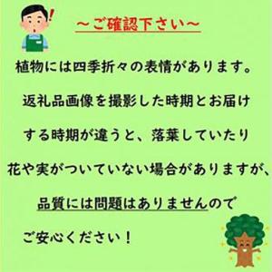 ふるさと納税 自宅で収穫 リスボンレモンの木 ...の詳細画像3
