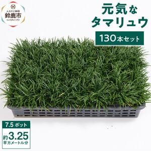 ふるさと納税 【産地直送】元気なタマリュウ(7.5pot)130本セット『約3.25平方メートル分』 三重県鈴鹿市