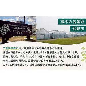 ふるさと納税 【産地直送】元気なタマリュウ(7...の詳細画像1