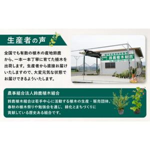 ふるさと納税 【産地直送】元気なタマリュウ(7...の詳細画像2