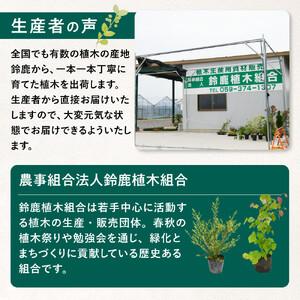 ふるさと納税 【産地直送】元気なタマリュウ(7...の詳細画像2