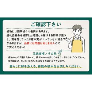 ふるさと納税 【産地直送】元気なタマリュウ(7...の詳細画像3