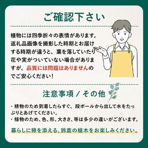 ふるさと納税 【産地直送】元気なタマリュウ(7...の詳細画像3