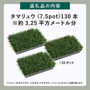 ふるさと納税 【産地直送】元気なタマリュウ(7...の詳細画像4