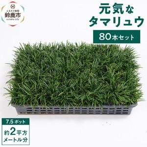 ふるさと納税 【産地直送】元気なタマリュウ(7.5pot)80本セット[約2平方メートル分] 三重県鈴鹿市