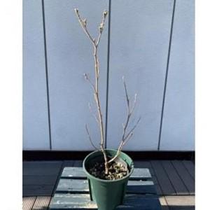 ふるさと納税 おしゃれ 水色系青葉品種 フォッ...の詳細画像1