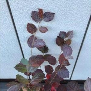 ふるさと納税 おしゃれ 水色系青葉品種 フォッ...の詳細画像2