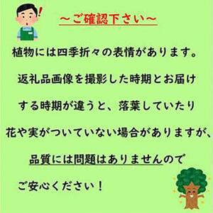 ふるさと納税 オリーブの木 品種:ネバディロブ...の詳細画像1