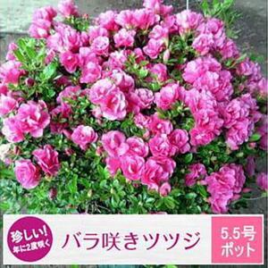 ふるさと納税 珍しい!年に2度咲くバラ咲きツツジ6号(18cm)鉢植え (ガーデニング用) 三重県鈴鹿市