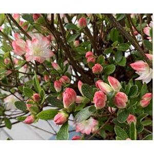 ふるさと納税 キュートな小花 クルメツツジ レ...の詳細画像2