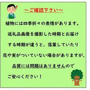 ふるさと納税 キュートな小花 クルメツツジ レ...の詳細画像3