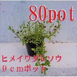 ふるさと納税 緑の力で地球を元気に!【ヒメイワダレソウ】9cmポット　緑の絨毯　80鉢 芝生のように...