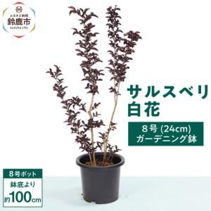 ふるさと納税 輝くブラックリーフが美しいサルスベリ白花　8号(24cm）ガーデニング鉢 三重県鈴鹿市