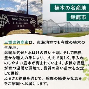 ふるさと納税 輝くブラックリーフが美しいサルス...の詳細画像1