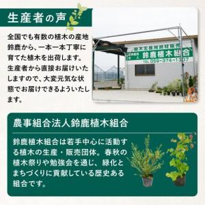 ふるさと納税 輝くブラックリーフが美しいサルス...の詳細画像2