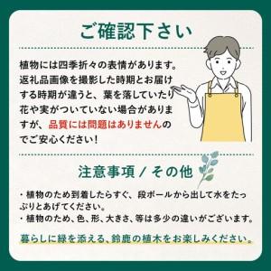 ふるさと納税 輝くブラックリーフが美しいサルス...の詳細画像3