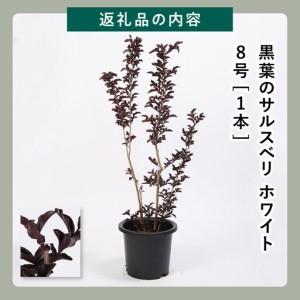 ふるさと納税 輝くブラックリーフが美しいサルス...の詳細画像4