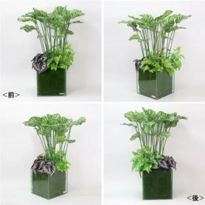 ふるさと納税 観葉植物 造花 カラテア ギャザ...の詳細画像2