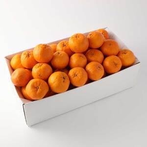 ふるさと納税 【訳あり】ぽんかん3kg(谷川果...の詳細画像4