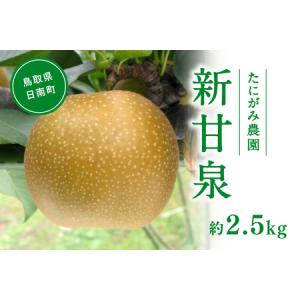 ふるさと納税 【先行予約】たにがみ農園 新甘泉梨 2.5kg(5〜9玉) 梨 なし フルーツ 果物 くだもの 鳥取県 佐治 梨 なし ナシ 鳥取県日南町