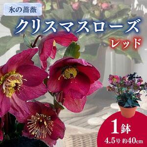 アイテムID:409135の画像2枚目