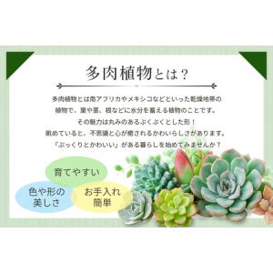 ふるさと納税 可愛い多肉植物の寄せ植えリース2...の詳細画像1