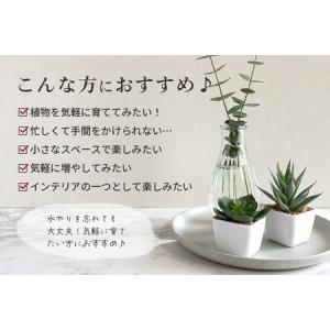 ふるさと納税 可愛い多肉植物の寄せ植えリース2...の詳細画像2