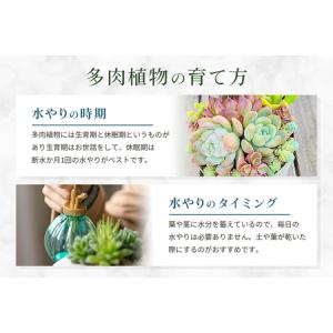 ふるさと納税 可愛い多肉植物の寄せ植えリース2...の詳細画像3