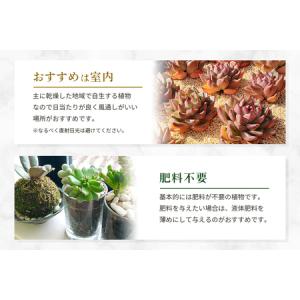 ふるさと納税 可愛い多肉植物の寄せ植えリース2...の詳細画像4
