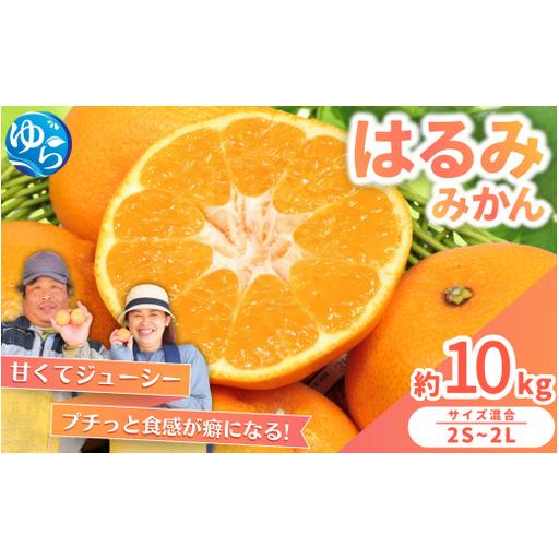ふるさと納税 はるみ みかん 10kg S〜4Lサイズ混合 / くだもの 甘い 柑橘 果物 和歌山 ...