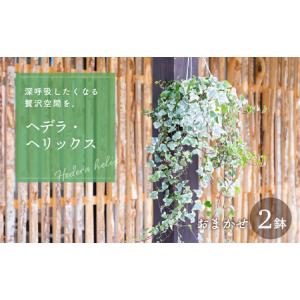 ふるさと納税 ヘデラ・ヘリックス 6号吊鉢 おまかせ 2鉢 入り ヘデラ ヘデラ・へリックス アイビー セイヨウキヅタ イングリッシュ・アイビー 観.. 愛知県田原市