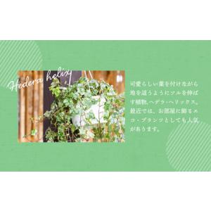 ふるさと納税 ヘデラ・ヘリックス 6号吊鉢 お...の詳細画像1