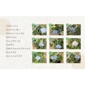 ふるさと納税 ヘデラ・ヘリックス 6号吊鉢 お...の詳細画像3