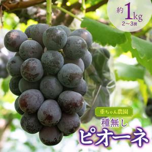 ふるさと納税 【令和8年産先行予約】 種なしピオーネ　約1kg（2〜3房） 山形県鶴岡市産　重ちゃん農園 山形県鶴岡市