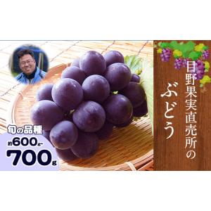 ふるさと納税 ぶどう 約 600g 〜700g《8月上旬-9月上旬頃出荷》 旬の品種 ( 巨峰 or 藤稔 or ブラックビート or ピオーネ ) 目野果実直売所 フル.. 熊本県荒尾市