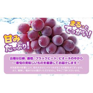 ふるさと納税 ぶどう 約 600g 〜700g...の詳細画像2