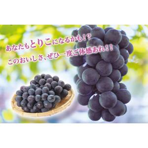 ふるさと納税 ぶどう 約 600g 〜700g...の詳細画像4