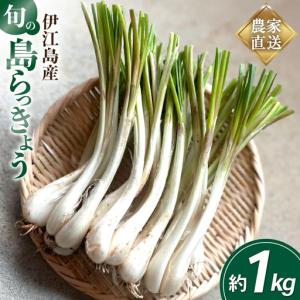 ふるさと納税 【期間限定発送】 島らっきょう 生 約 1kg 沖縄県伊江村