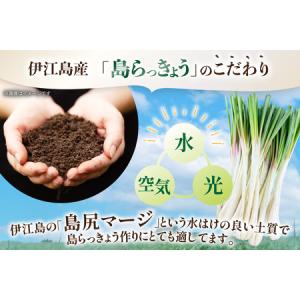 ふるさと納税 【期間限定発送】 島らっきょう ...の詳細画像1