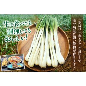 ふるさと納税 【期間限定発送】 島らっきょう ...の詳細画像2