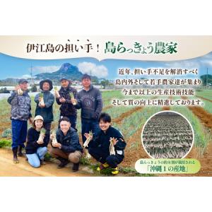 ふるさと納税 【期間限定発送】 島らっきょう ...の詳細画像3