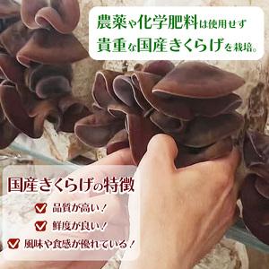 ふるさと納税 【定期12回】贈答用乾燥きくらげ...の詳細画像1