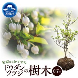 ふるさと納税 植木 ドウダンツツジ 0.7m 山...の商品画像