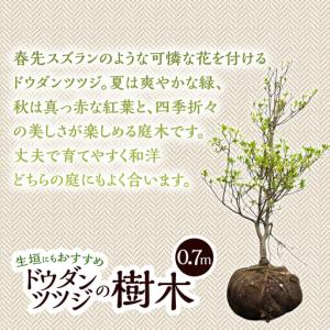 ふるさと納税 植木 ドウダンツツジ 0.7m ...の詳細画像1