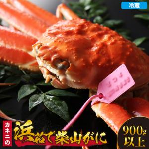 ふるさと納税 浜茹で柴山がに 900g以上 冷蔵【令和8年11月中旬以降発送予定】 高級 かに カニ 06-21 兵庫県香美町