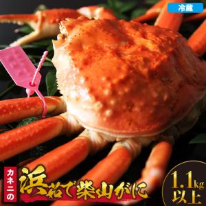 ふるさと納税 カネニの浜茹で柴山がに 1.1kg以上 冷蔵 【令和8年11月中旬以降発送予定】高級 かに カニ 06-22 兵庫県香美町