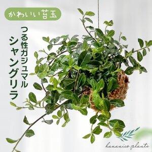 ふるさと納税 シャングリラ つる性ガジュマル 苔玉 幸福を呼ぶ 観葉植物 おしゃれにハンギング【16...